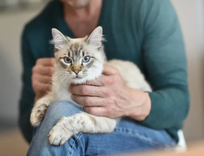 Owner Holding a Gray Cat at Home